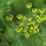 Dill Bouquet Untreated Herb