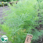 Dill Dukat Organic Herb
