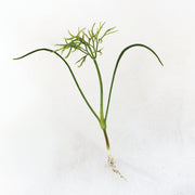 Florence Untreated Fennel/Microgreen