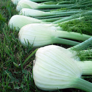 Preludio F1 Untreated Fennel Seeds