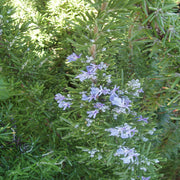 Rosemary Oasis Untreated Herb
