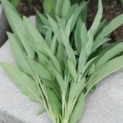 Sage Ceres Untreated Herb