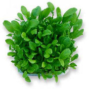 Sorrel Large Leaf Untreated Herb