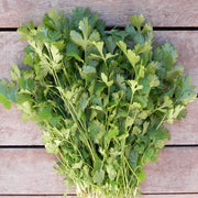 Cilantro Santo Monogerm Untreated Herb/Microgreen Seeds
