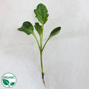 Lacinato Organic Kale