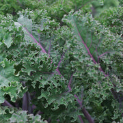 Medusa Untreated Kale