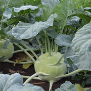 Kossak F1 Untreated Kohlrabi