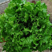 Bergam's Green Untreated, Conventional Pellet Lettuce