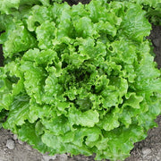 N.P. Green Star Untreated Seed, Organic Pellet Lettuce