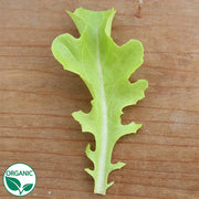 Sulu Organic Seed, Raw Lettuce