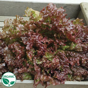 New Red Fire Organic Seed, Raw Lettuce
