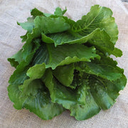 Verodita, Untreated NOP-Compliant Pellet, Lettuce