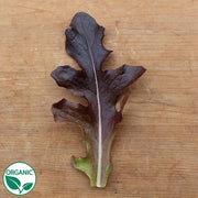 Blade Organic Seed, Raw Lettuce