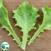 Celinet Organic Seed, Raw Lettuce