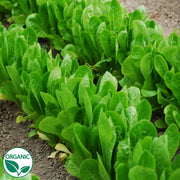 Osterley Organic Seed, Raw Lettuce