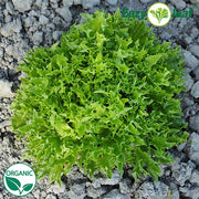 Eztron Organic, NOP-Compliant Pellet, Lettuce