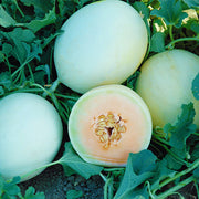 Double Dew F1 Untreated Melon