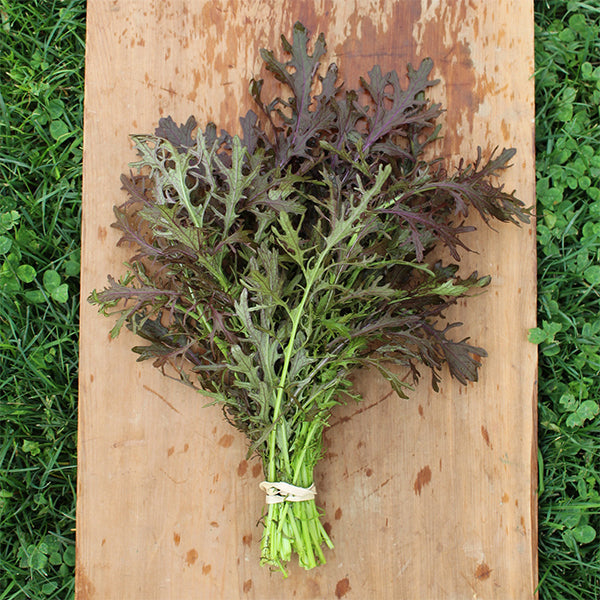 Ruby Streaks Untreated Mustard Seeds | Osborne Farm Seed Supplier