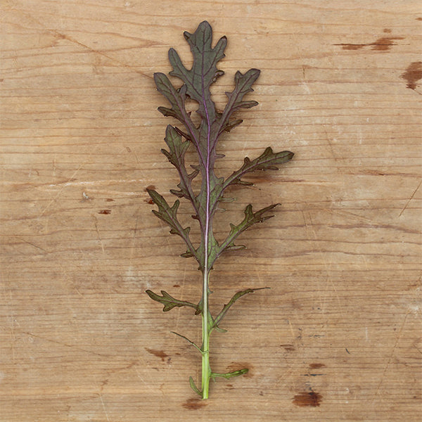 Ruby Streaks Untreated Mustard Seeds | Osborne Farm Seed Supplier