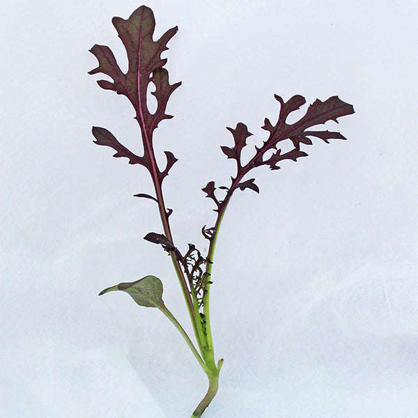 Ruby Streaks Untreated Mustard Seeds | Osborne Farm Seed Supplier