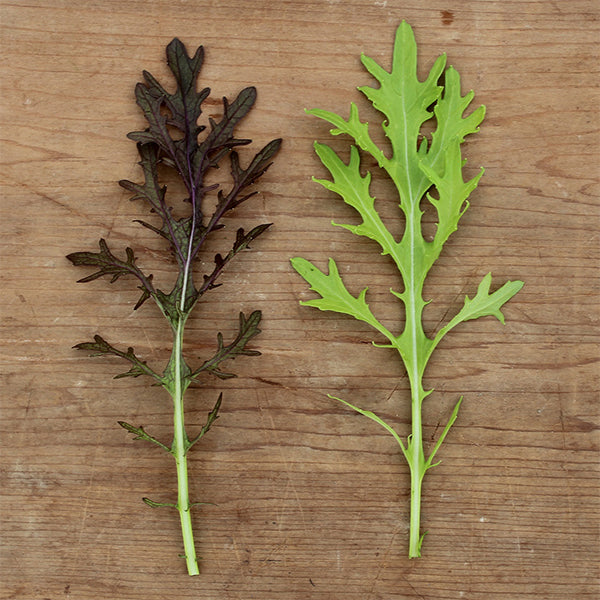 Ruby Streaks Untreated Mustard Seeds | Osborne Farm Seed Supplier