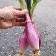 Red Italian Torpedo Untreated Onion