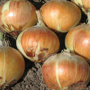 Hi Keeper F1 Untreated Onion