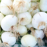 Walla Walla Sweet Untreated Onion