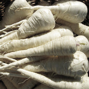 Albion F1 Untreated Seed, Raw Parsnip