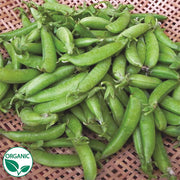 Sugar Ann Organic Pea