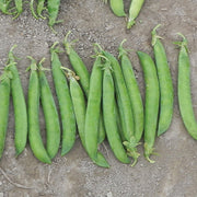 Green Arrow Untreated Pea