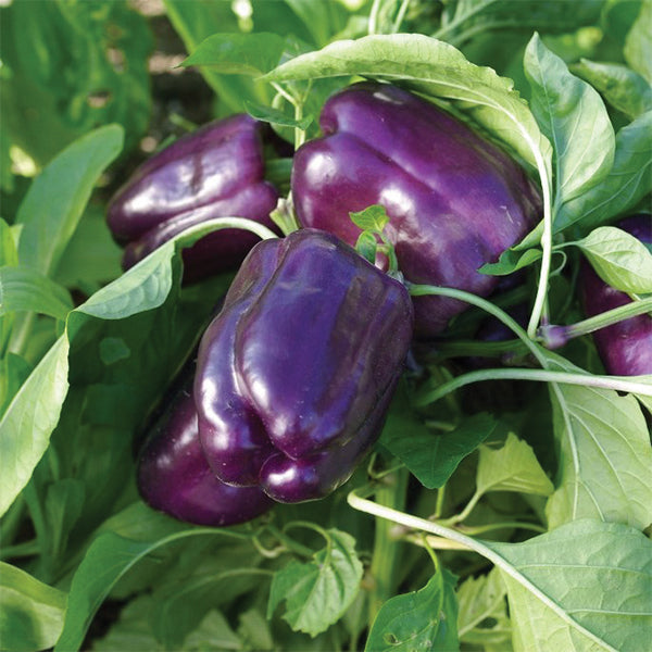tequila plant seeds Tequila F1 Untreated Pepper Seeds