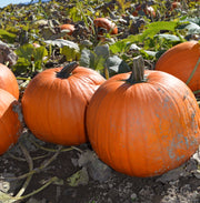 Aladdin F1 Untreated Pumpkin
