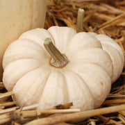 Baby Boo Untreated Pumpkin