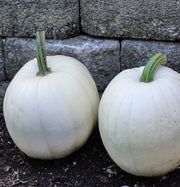 Blanco F1 Untreated Pumpkin