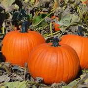 Bellatrix F1 Untreated Pumpkin