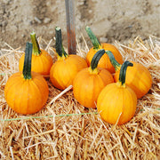 Kandy Korn Plus F1 Untreated Pumpkin