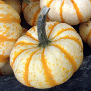 Lil' Pump-Ke-Mon F1 Untreated Pumpkin