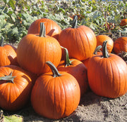 Magic Lantern F1 Untreated Pumpkin
