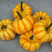 Spark F1 Untreated Pumpkin