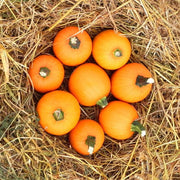 Wee B Little F1 Untreated Pumpkin