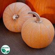 Winter Luxury Organic Pumpkin