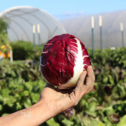 Giulietta Untreated Radicchio