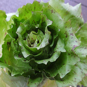 Fenice Untreated Radicchio