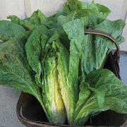 Nettuno Untreated Radicchio