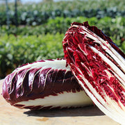 Spring Untreated Radicchio