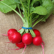 Donato F1 Untreated Radish