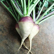 Laurentian Untreated Rutabaga