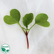 Radish China Rose Winter Organic Microgreen
