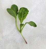 Radish Daikon Untreated Microgreen